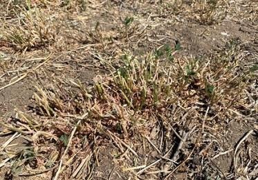 Alfalfa During Drought